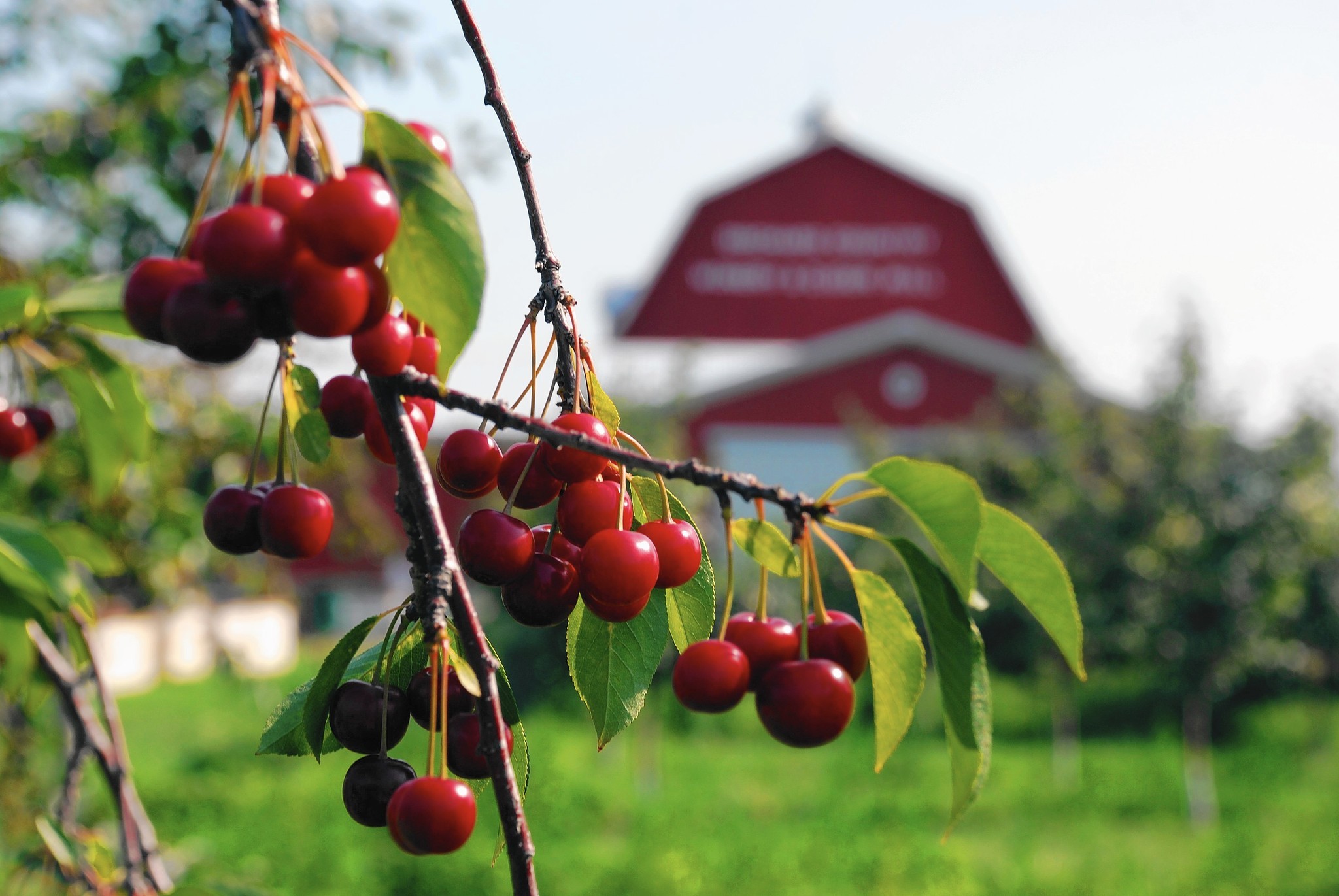 Annual Door County Cherry Blossoms stats May 23 Beantown Campground